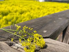 -天津武清北运河郊野公园房车露营地