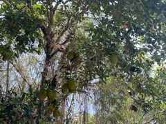 -中国科学院西双版纳热带植物园
