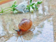 -思念果岭悦温泉