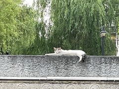 -黎里古镇