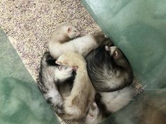 -藦茜花园宠物主题亲子互动体验馆(国顺东路店)