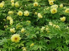 -洛阳市隋唐城遗址植物园