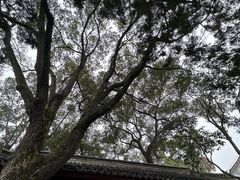 -秋霞圃