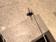 -古彭7只羊·徐州烧烤(玄武墨香路店)