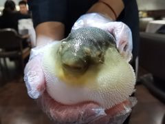 -肆月河豚·新淮扬(金融街店)