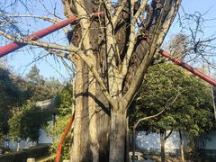 -上海佘山国家森林公园天马山园