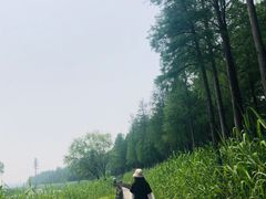 -太湖湖滨国家湿地公园-停车场