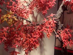 -牛New寿喜烧(金茂览秀城店)