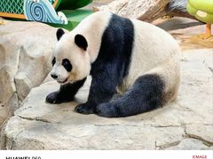 -广州长隆野生动物世界