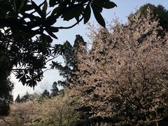 -武汉大学-樱园