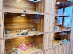 -猫十亿·布偶金渐层·曼基康矮脚猫舍(青年路店)