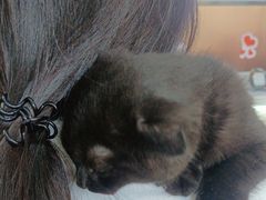 -pd派德宠物中心医院24H急重症·眼科中心·血液透析中心(嵩山北路店)