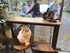 -平行世界·猫咖(首经贸店)