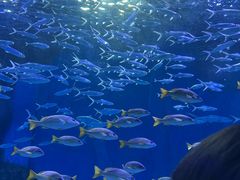 -海合安武汉极地海洋公园
