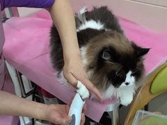-北京观赏动物医院·24小时大型综合·猫专科·异宠专科