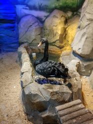 -酷嗒动物文化乐园(cutezoo西溪乐天城店)