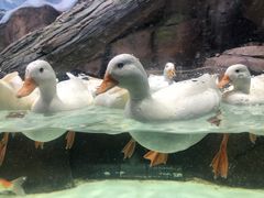 -海合安青岛极地海洋公园