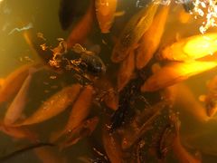 -西湖外事游船(花港观鱼码头)