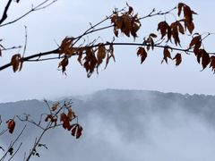 -铁山坪森林公园