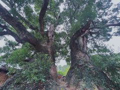 -杨家堂村