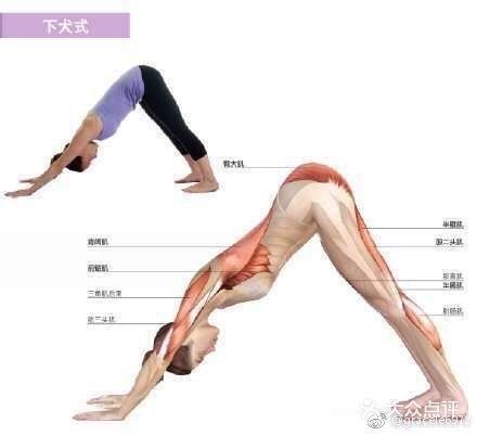 下犬式