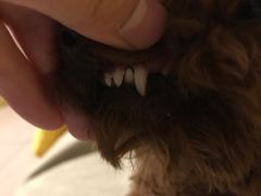 -瑞派·关忠动物医院·异宠专科·犬猫肿瘤·皮肤专科(望京店)