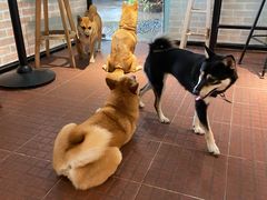 -柴犬高等学院·狗咖·柴犬售卖·宠物训练
