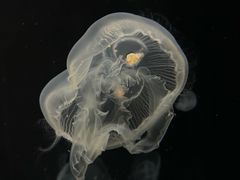 -大阪海游馆