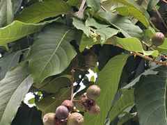 -Manner Coffee(广州琶洲宝地广场店)