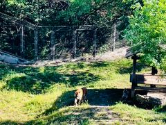 -石家庄市动物园