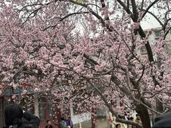-桃花堤公园