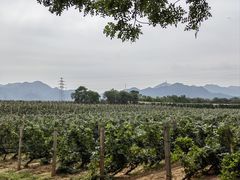 -北京张裕爱斐堡酒庄