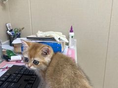 -安安宠医宠物医院·异宠·犬猫内科(岳阳分院)