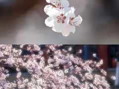 -常德桃花源景区