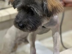 -暖阳宠物医院·犬猫康复中心·骨科