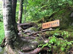 -望天鹅景区