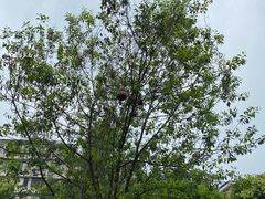 -广州神农草堂中医药博物馆