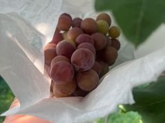 -美家乐农庄·露营·团建(大治路店)