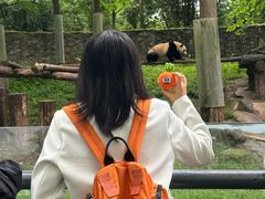 -都江堰中华大熊猫苑