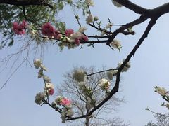 -西苑公园