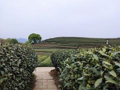 -听风阁农家私房菜茶楼(龙坞店)