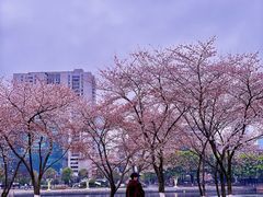 -西北湖绿化广场