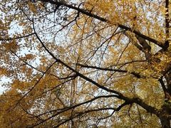 -三大炮豆花铺(锦里店)