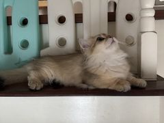 -麒麟缅因猫舍·十五年缅因猫选购中心