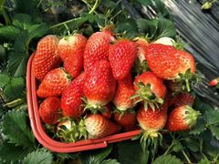 -烟台东联一汽丰田4S店(福山区店)