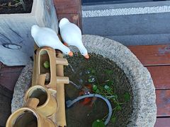 -小茶闲舍·观景商务茶馆(广州塔店)