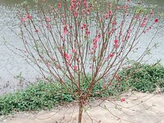 -南国桃园旅游度假区