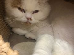 -藏猫猫咖啡主题馆(中央大道店)