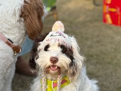 -帕帕拉兹宠物(亚洲旗舰店)