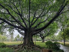 -东莞植物园